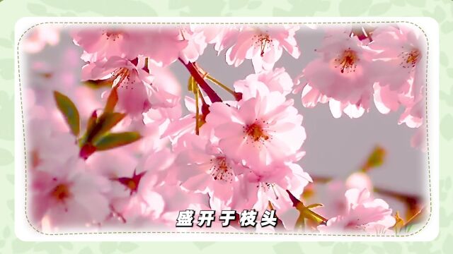 第03集 美丽的桃花