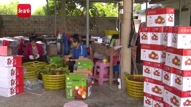 椰视频 | 红火!保亭红毛丹熟了 邀您来采摘