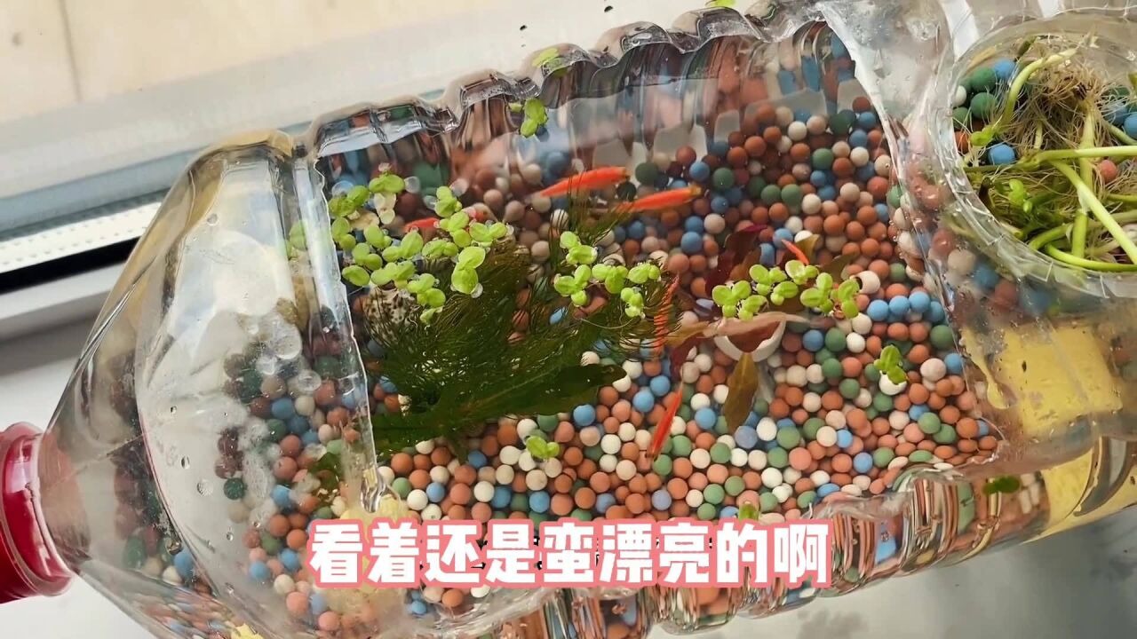 網上很火的礦泉水瓶生態魚缸,不用任何設備,真的能養魚嗎