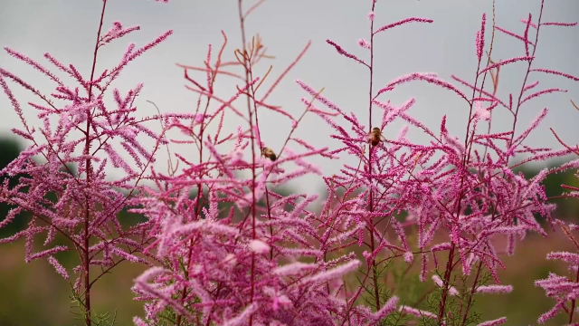 红柳开花图片