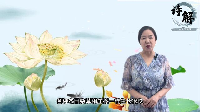 诗解二十四节气 | 夏至