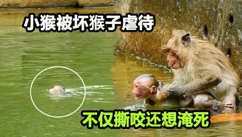 丧母小猴遭暴力虐待，流氓公猴不仅撕咬还想淹死它，这叫声太惨了