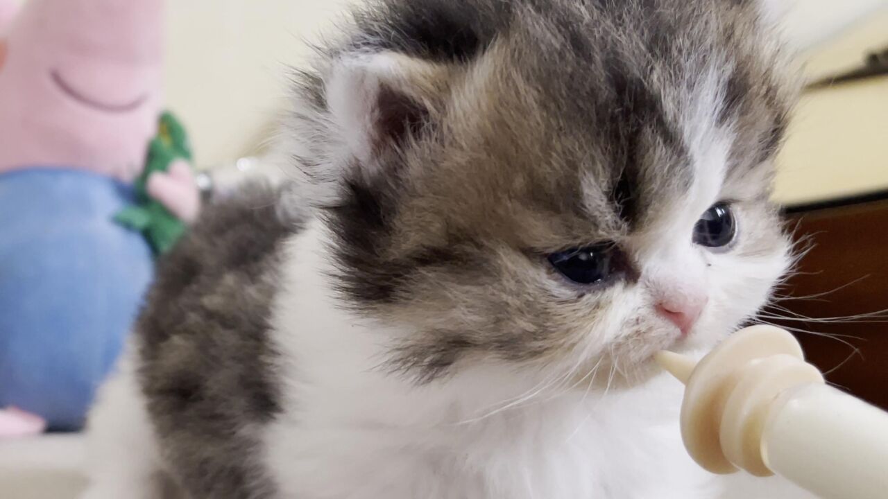 如果捡到刚出生的小奶猫，如何给它喂奶呢，教你一个小妙招_高清