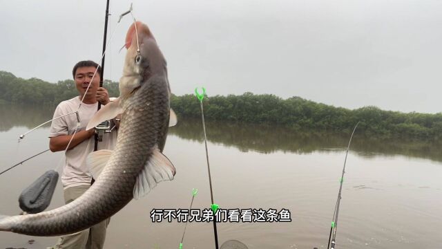 野钓第一次钓到这么大的虫虫鱼,杆子插点拽进江,太刺激了