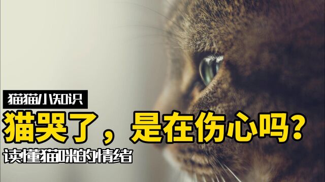 猫会想念主人而流泪吗?一分钟看懂猫咪情绪!