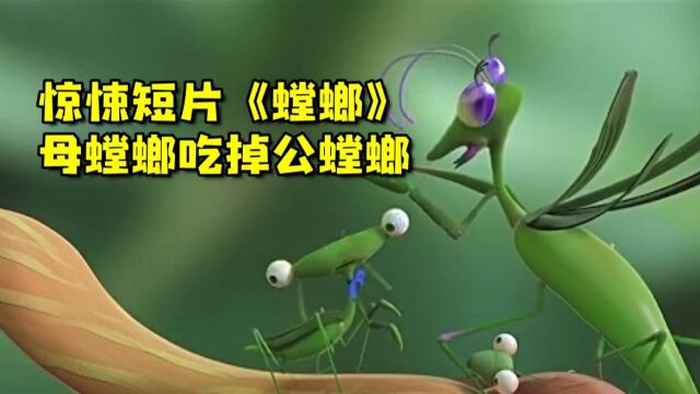 惊悚短片《螳螂》:恋爱中母螳螂吃掉公螳螂,这难道就是相爱相杀吗?