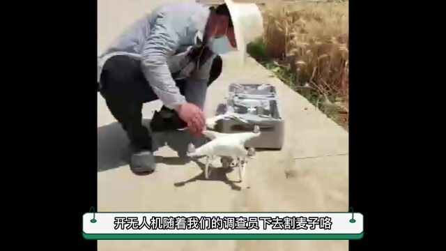 夏粮小麦样本打点实割实测