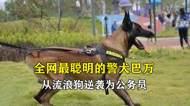 全网最聪明的警犬巴万,从流浪狗逆袭为公务员,它是怎么做到的#警犬