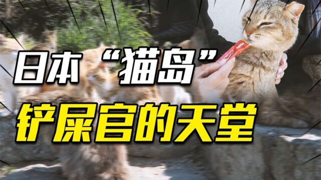 日本猫岛,人均20只猫!日本疯狂的猫文化怎样形成?中日猫妖同源