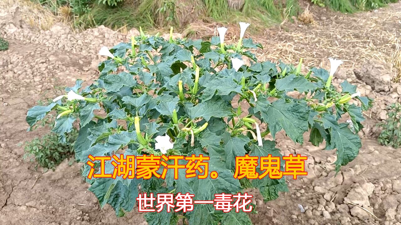 世界第一毒花"魔鬼草"曼陀罗,人称"江湖蒙汗药,到底有毒吗