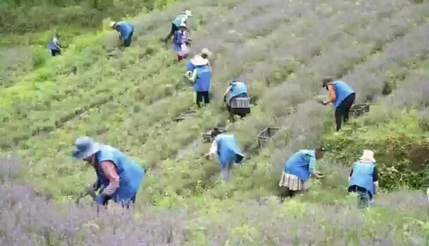 粤黔协作谱新篇 | 山海协力,黔货俏销大湾区