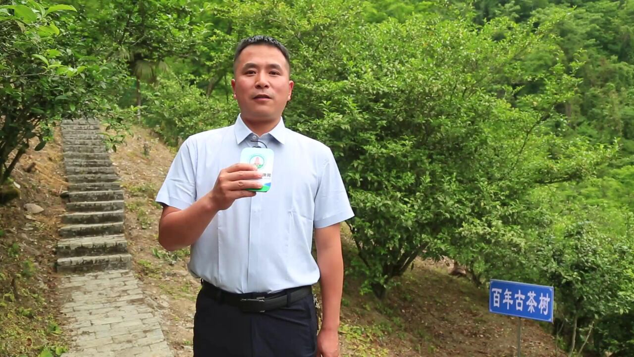 岚皋县蔺河镇党委副书记李小飞,蔺河镇古茶园距今383年,古法制茶富含