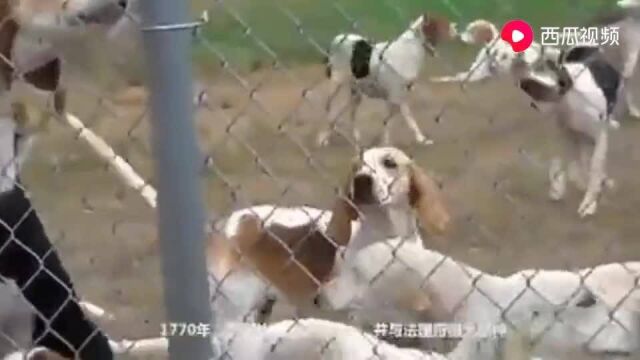 汪星人美国猎狐犬