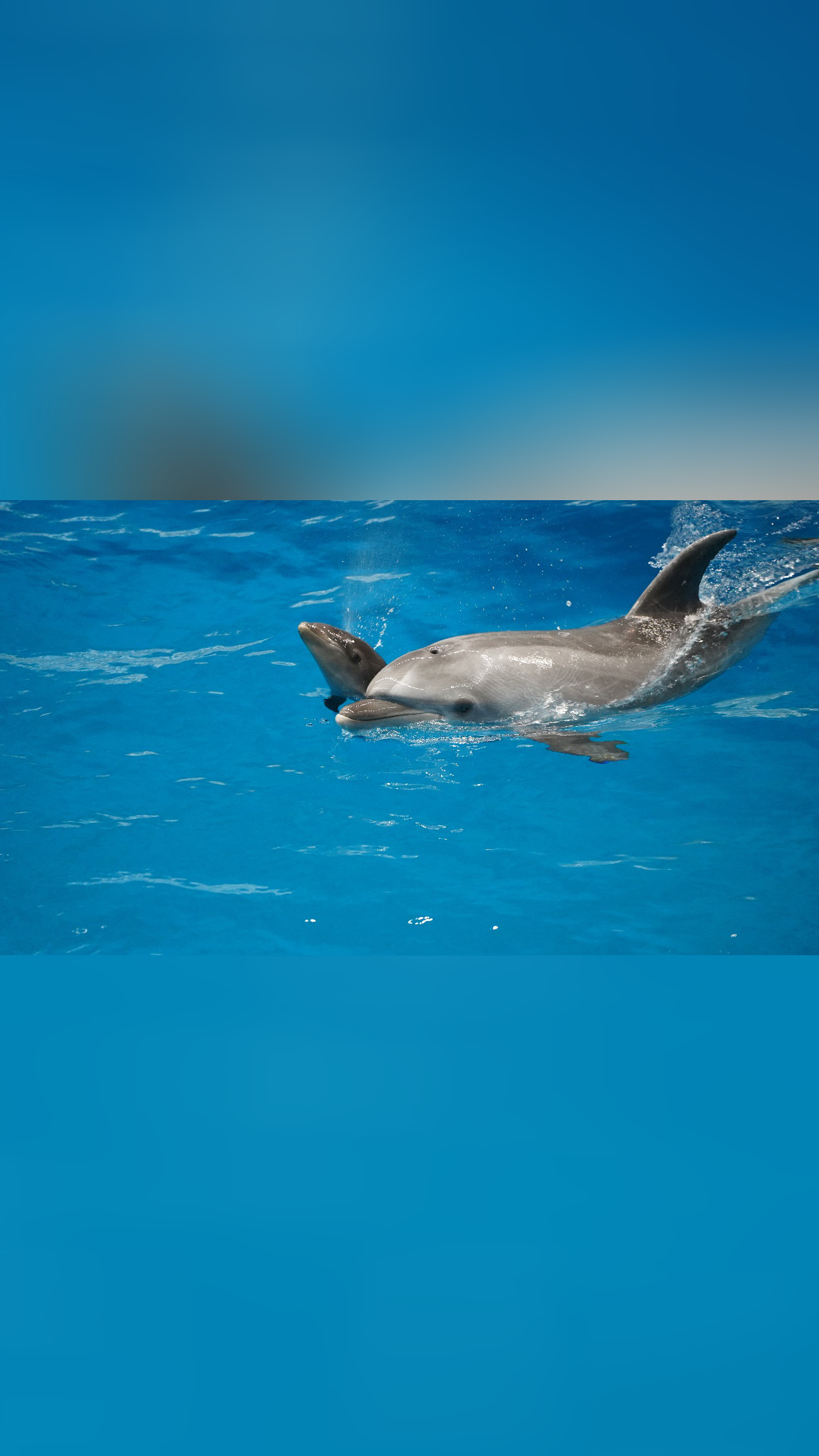 国内首只"混血"鲸豚兽在天津顺利降生