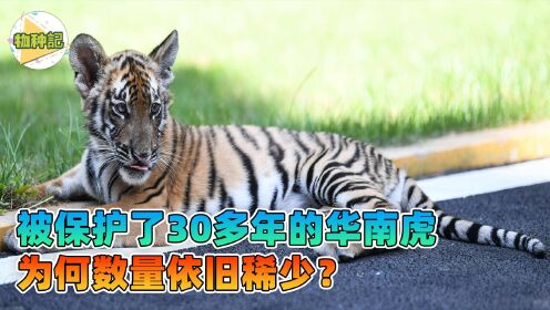 十大濒危物种之一，被保护了30多年的华南虎，为何数量依旧稀少？