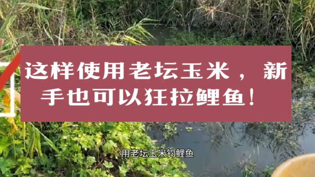 这样是用老坛玉米 新手也可以狂拉鲤鱼