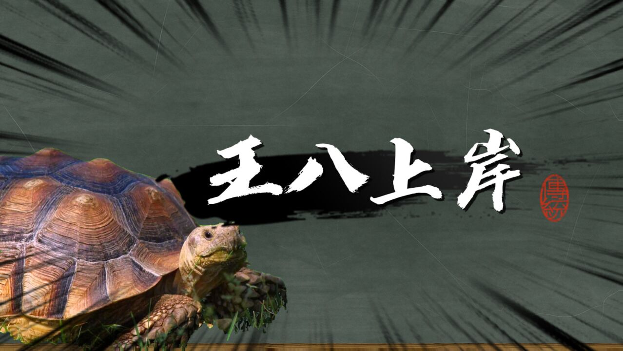 王八上岸,是什么意思?【网络热梗】_腾讯视频