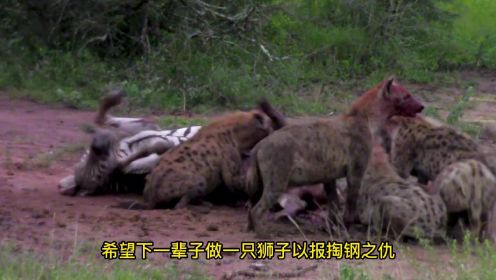 鬣狗掏肛活吃斑马，斑马眼睁睁看着被活吃，手段太残忍了