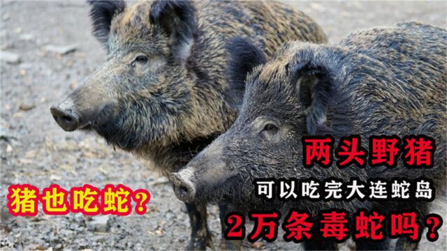 猪也能吃蛇?我国大连蛇岛有2万条毒蛇,放两头野猪能吃完吗?