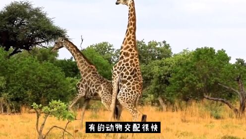 动物们的奇葩繁衍行为，一辈子吃软饭雌雄同体，恩爱直接连成串_高清1080P在线观看平台_腾讯视频