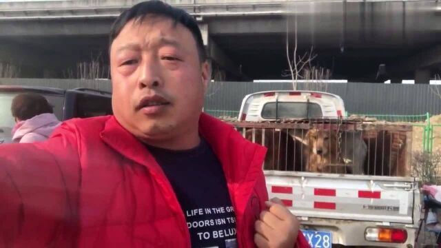 农村狗市:买狗捡漏就找狗肉车,冬季狗肉车上名犬多,来看下这车装的多不多