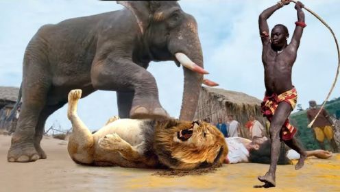 英雄大象在绝望中拯救水牛在狮子王饥饿的狩猎-大象与狮子！