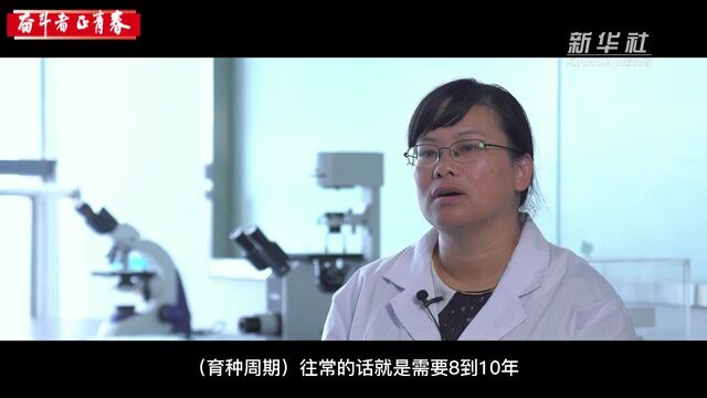 奋斗者ⷦ�’春|“水稻博士”周红英:青春献给种子科研事业