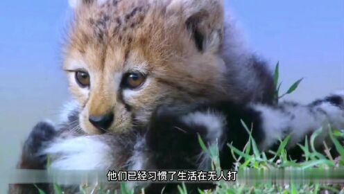 当猎豹遇见雄狮群，大型猫科动物纪录片第一集，猎豹西塔一家的生活。