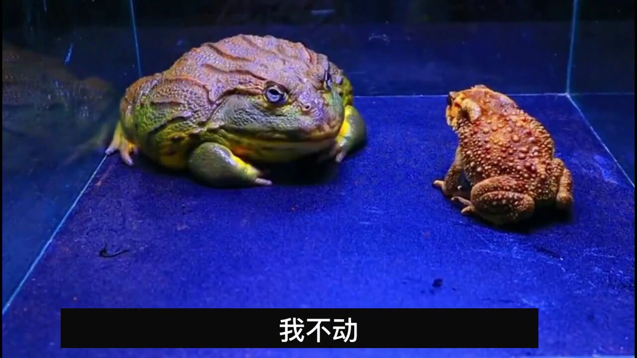 动物生死决斗:非洲牛蛙大战癞蛤蟆,1记过肩摔,你觉得谁会赢?_腾讯视频