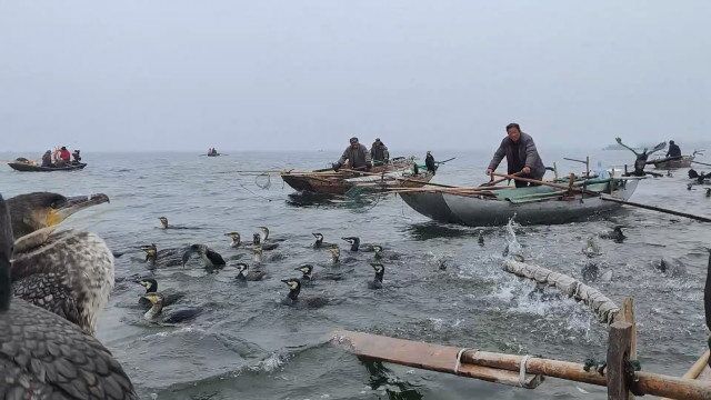 实拍鱼鹰捕鱼,100多只鱼鹰齐下水场面壮观,意外发现1对稀有动物