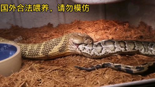 眼镜王蛇生吞三米多长的大蟒蛇