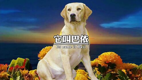 它叫巴依，请不要忘记它 #狗狗 #警犬 #狗狗是人类最忠诚的朋友 #创作者之星