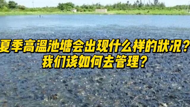 夏季高温池塘会出现什么样的状况?我们该如何去管理?