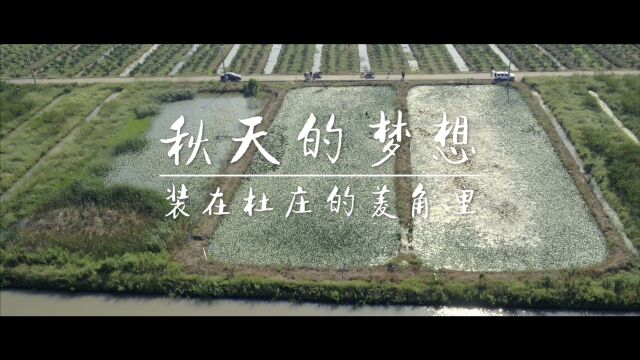 “普陀水仙奖”全国青年&大学生短视频大赛铜奖《秋天的梦,装在杜庄的菱角里》