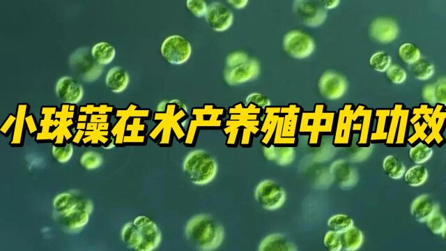 小球藻在水产养殖中的功效!