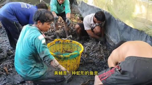 越南大黄鳝，小小鱼池被装满，养殖户发家致富