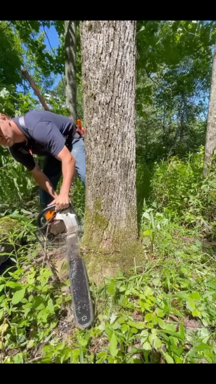 什么是正确的砍树方式？_高清1080P在线观看平台_腾讯视频