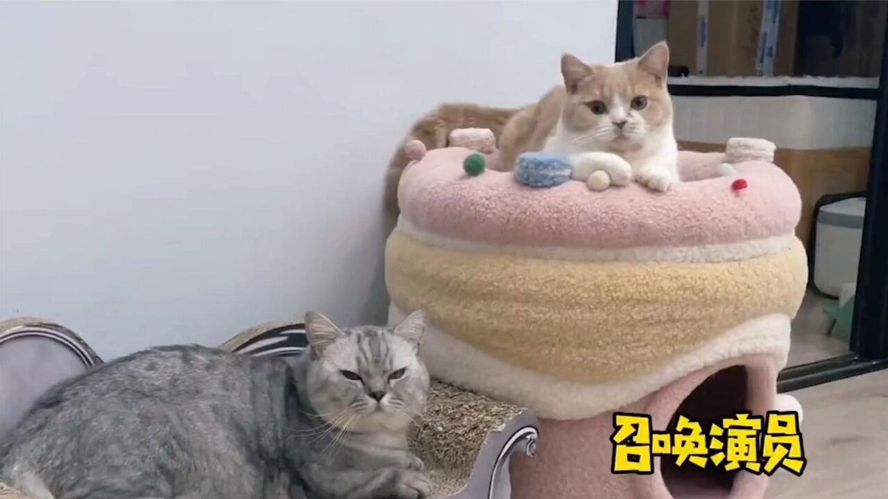 如何让猫咪相信铲屎官吃猫肉？当着它的面，吃“猫肉”会发生什么_高清