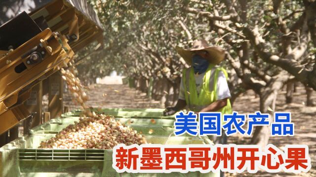 美国招牌农产品新墨西哥开心果,坚果机械化采收剥壳当零食