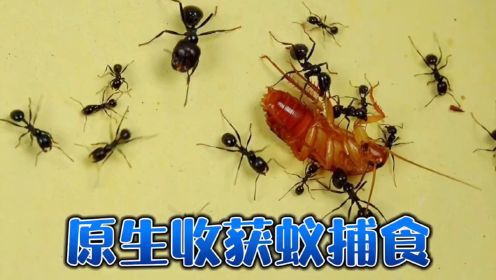 原生收获蚁捕食樱桃蟑螂，你见过吗