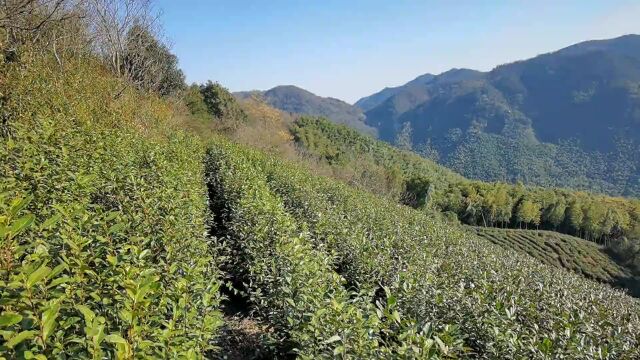 野梅:秋游漓江、初秋黄昏游玉溪抚仙湖、夏日游园即景、夜游香山湖、夏游白莲洞