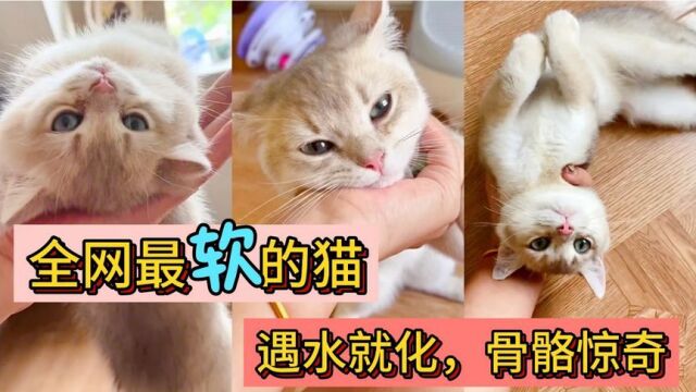 全网最软的猫,遇水就化,骨骼惊奇.不仅用奶洗脸,还得玩悠悠