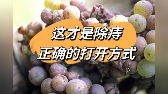 屁股唰唰流血、肉球顽固不消?千万别再手术了,过来人教你2招秒根除!