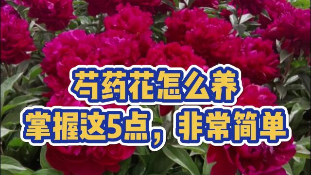 粉红佳人合果芋怎么养?掌握这4点,越养越好