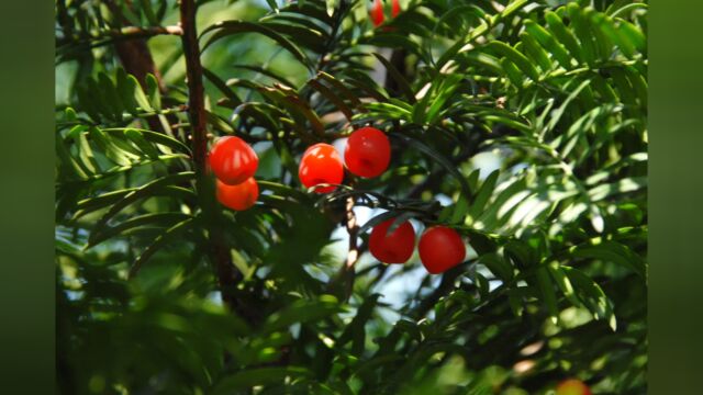 江西发现3000多株野生南方红豆杉 树龄最大已有1200年