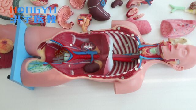 洪宇医教人体精准躯干软质模型,人体内脏构造模型产品生产厂家