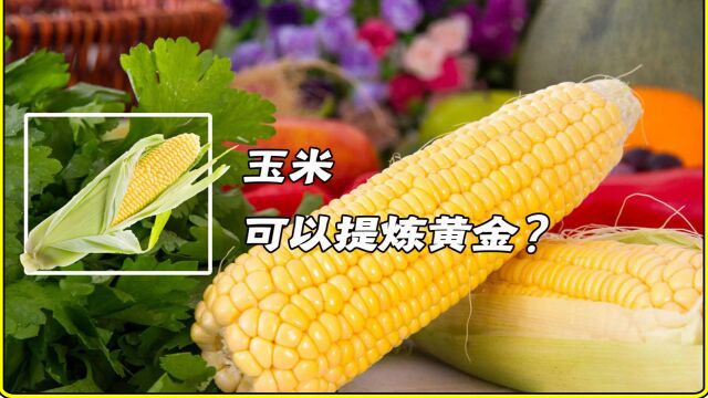 玉米可以提炼黄金?人粪便也有稀有金属?生物的富集作用你听过吗