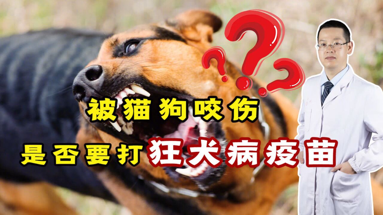被猫狗抓伤咬伤,是否需要打狂犬病疫苗?弄清这2件事后再决定_高清1080P在线观看平台_腾讯视频