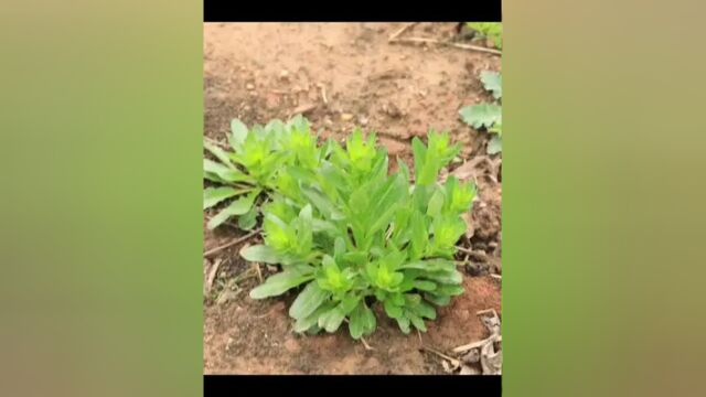 魅力中草药每日一药之菥蓂,全景展示药材从田间到药房的生命历程!药为医之魂,药材好、药才好! 别名:大荠、蔑菥、大蕺、析目、老荠