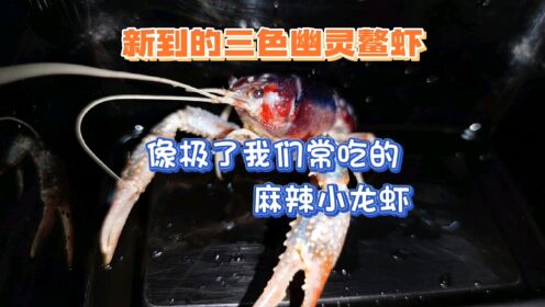 新到的三色幽灵鳌虾，像极了我们常吃的麻辣小龙虾